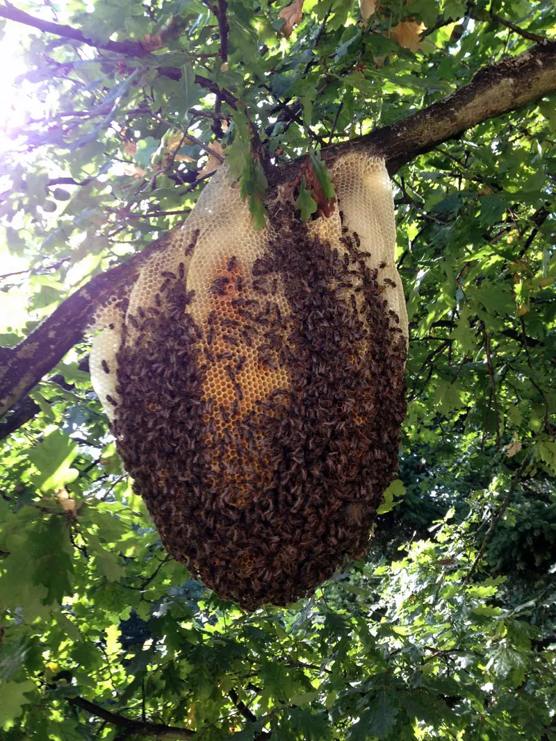 Colonie d’abeilles et rayons de cire récupérés dans un arbre par APIS