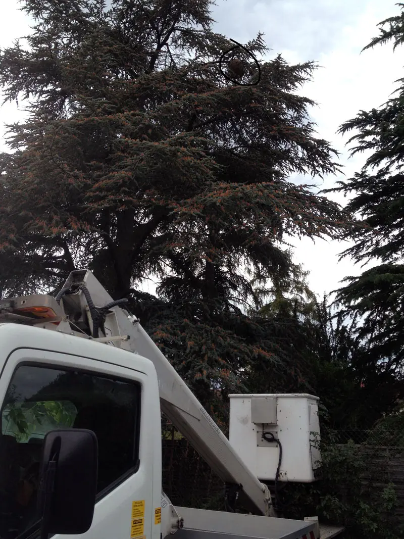 Intervention APIS en nacelle à grande hauteur pour un nid de frelons